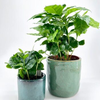 Two lush potted houseplants with glossy green leaves on a white background.