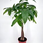 Pachira Aquatica Lucky Money Tree Houseplant