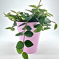 x ray peperomia Ribbed Glazed Slim Planter