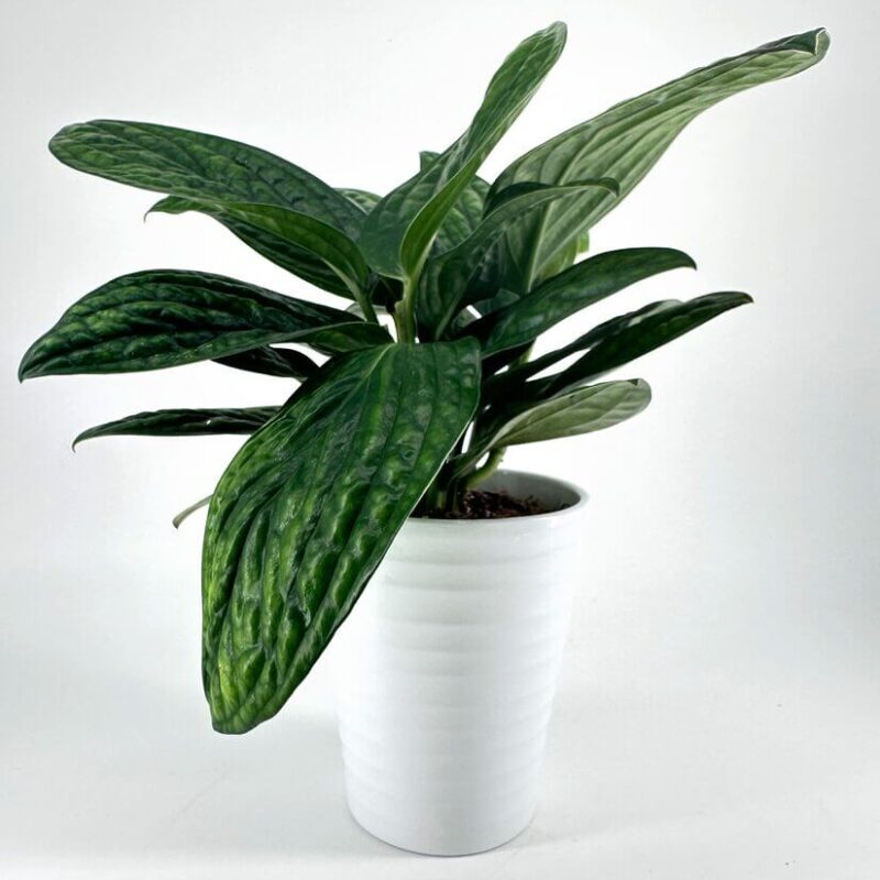 Monstera Ribbed Glazed Slim Planter Monstera Ribbed Glazed Slim Planter