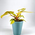 Phiodendron Ribbed Glazed Slim Planter