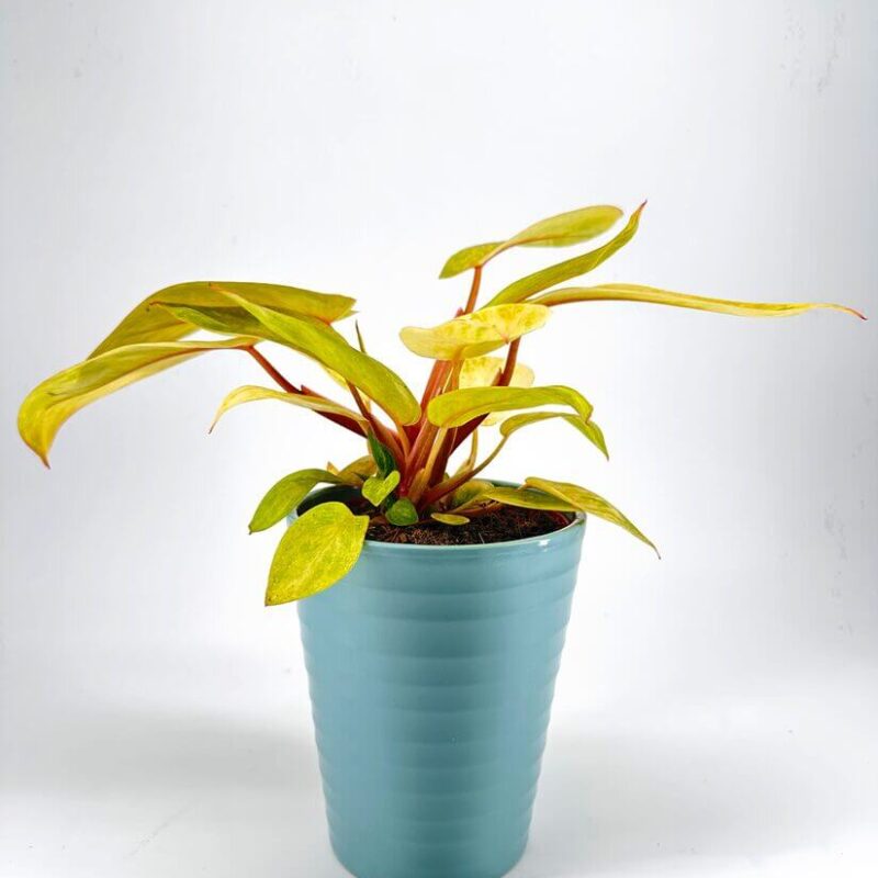 Phiodendron Ribbed Glazed Slim Planter Phiodendron Ribbed Glazed Slim Planter