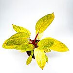 Philodendron Painted Lady