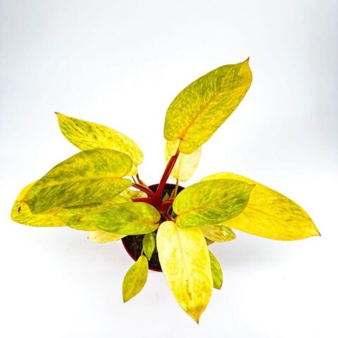 Philodendron Painted Lady