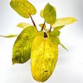 Philodendron Painted Lady