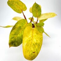 Philodendron Painted Lady