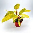 Philodendron Painted Lady