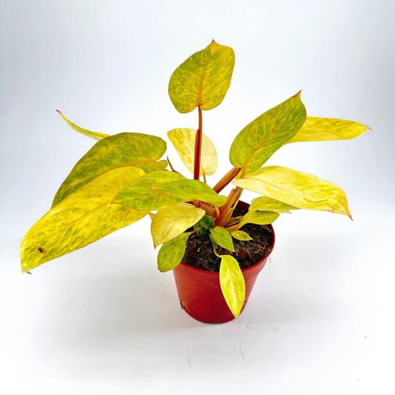 Philodendron Painted Lady Philodendron Painted Lady