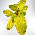 Philodendron Painted Lady
