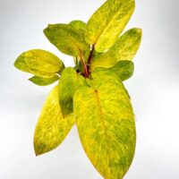 Philodendron Painted Lady