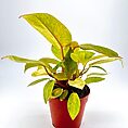 Philodendron Painted Lady