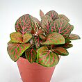 Fittonia