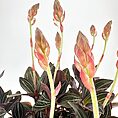 Ludisia Discolor Jewel Orchid