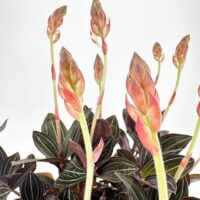 Ludisia Discolor Jewel Orchid