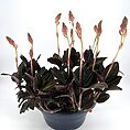 Ludisia Discolor Jewel Orchid