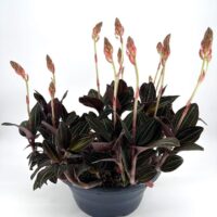 Ludisia Discolor Jewel Orchid
