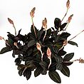 Ludisia Discolor Jewel Orchid