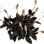 Ludisia Discolor Jewel Orchid