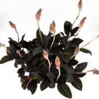 Ludisia Discolor Jewel Orchid