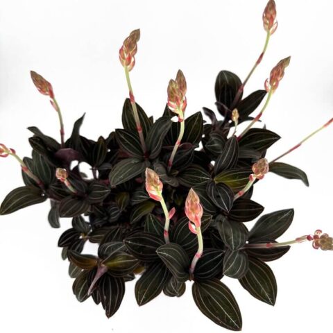 Ludisia Discolor Jewel Orchid