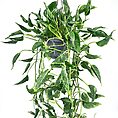 Epipremnum Shangri La Sleeping Pothos