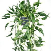 Epipremnum Shangri La Sleeping Pothos