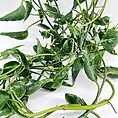 Epipremnum Shangri La Sleeping Pothos