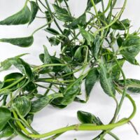 Epipremnum Shangri La Sleeping Pothos