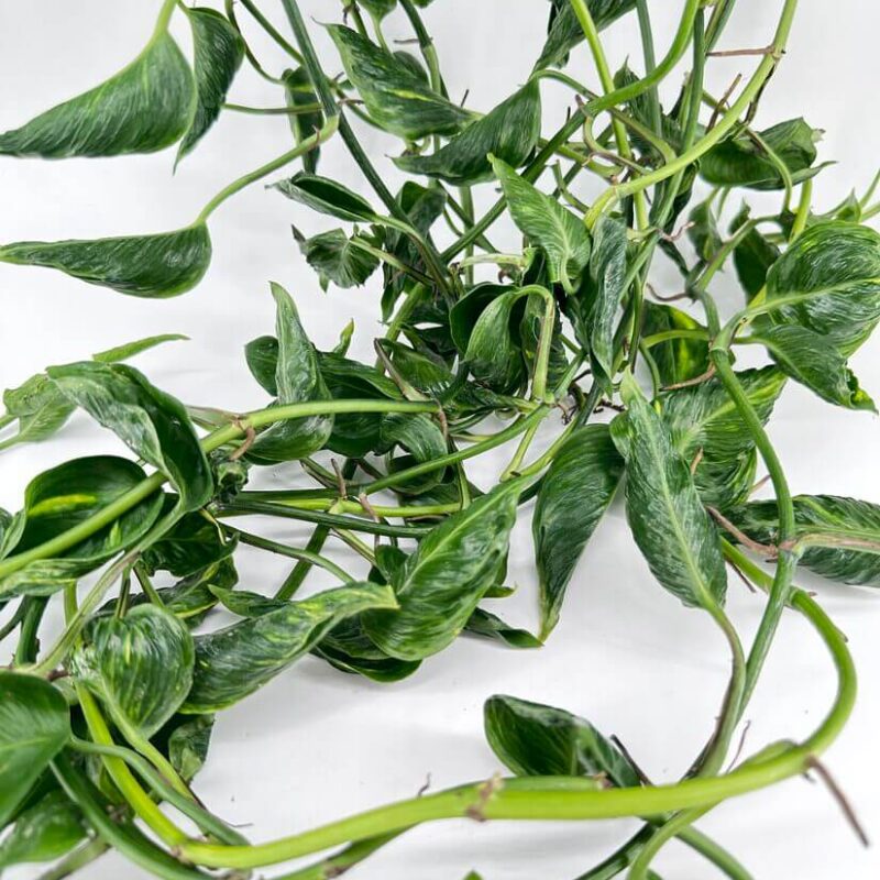 Epipremnum Shangri La Sleeping Pothos Epipremnum Shangri La Sleeping Pothos