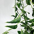 Epipremnum Shangri La Sleeping Pothos