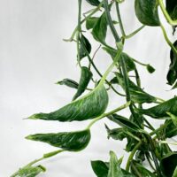 Epipremnum Shangri La Sleeping Pothos