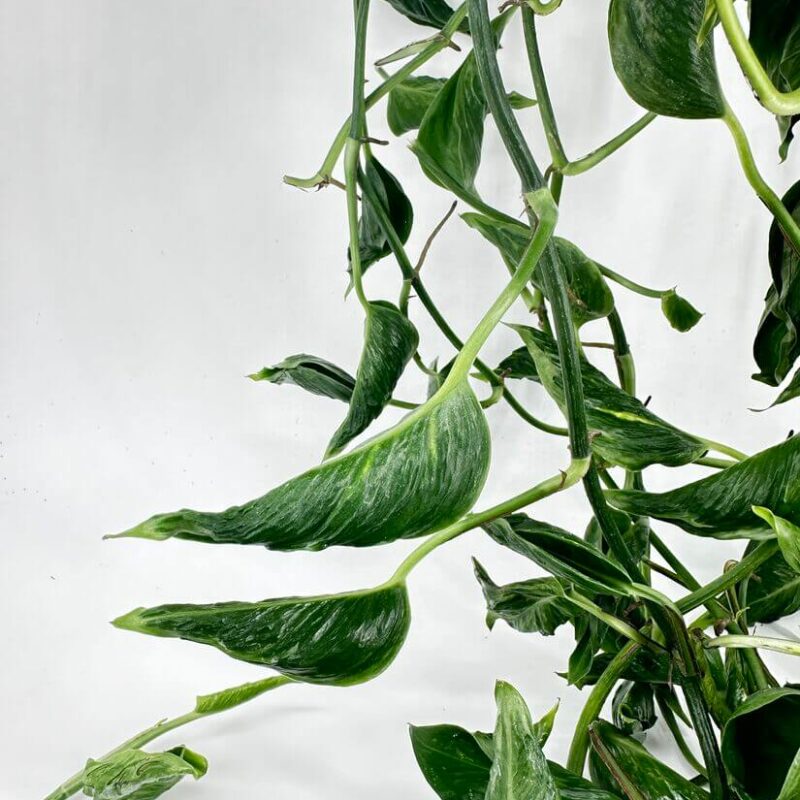 Epipremnum Shangri La Sleeping Pothos Epipremnum Shangri La Sleeping Pothos