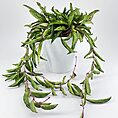 Hoya Classic Minimalistic Glazed White Planter