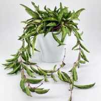 Hoya Classic Minimalistic Glazed White Planter
