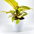 Philodendron Classic Minimalistic Glazed White Planter