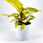 Classic Minimalistic Glazed White Planter