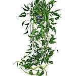 Epipremnum Shangri La Sleeping Pothos