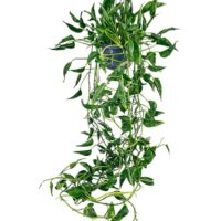 Epipremnum Shangri La Sleeping Pothos