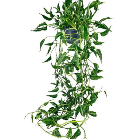 Epipremnum Shangri La Sleeping Pothos
