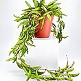 Hoya Wayetii Tricolour Wax Plant