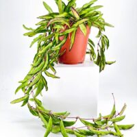 Hoya Wayetii Tricolour Wax Plant