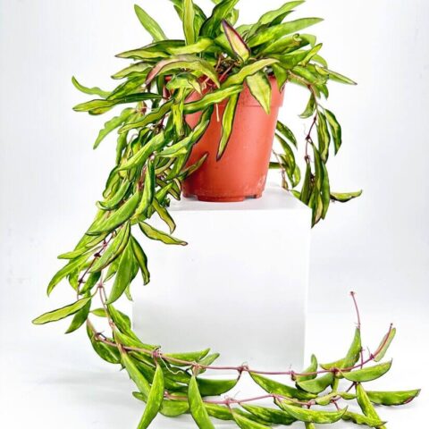 Hoya Wayetii Tricolour Wax Plant