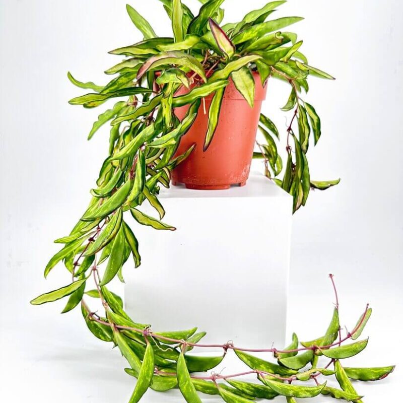 Hoya Wayetii Tricolour Wax Plant