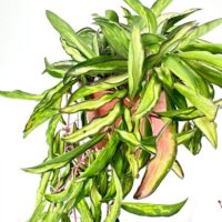 Hoya Wayetii Tricolour Wax Plant