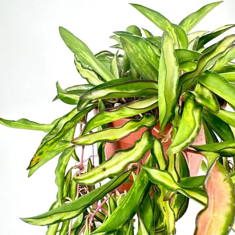 Hoya Wayetii Tricolour Wax Plant Hoya Wayetii Tricolour Wax Plant