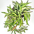Hoya Wayetii Tricolour Wax Plant