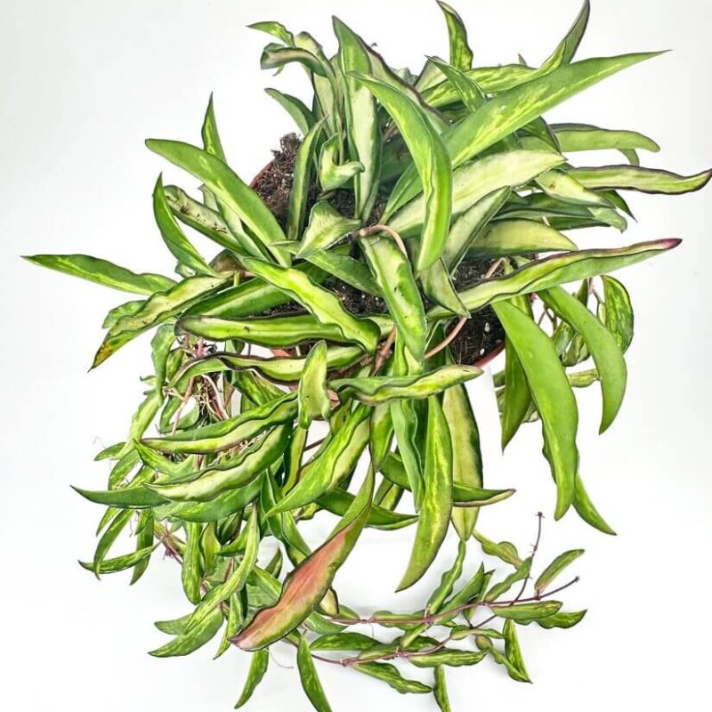 Hoya Wayetii Tricolour Wax Plant Hoya Wayetii Tricolour Wax Plant