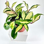 Hoya Carnosa Tricolour Wax Plant