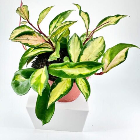 Hoya Carnosa Tricolour Wax Plant
