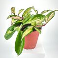 Hoya Carnosa Tricolour Wax Plant